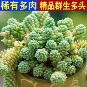 多肉植物组合盆栽绿植花卉，旋叶姬星美人，带盆大颗好养群生老桩