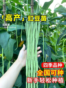 长豆角苗四季豆豇豆种苗蔬菜苗秧苗大全适合春天种的菜苗种子种籽