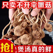 500g古田农家茶树菇特级2023新鲜干货250g香菇蘑菇鹿茸菇营养美味