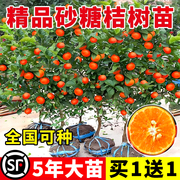 沙糖桔子树苗带果地栽果树，盆栽蜜柑橘，南方北方种植砂糖橘子树果苗