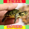 深水龟黄耳吃粪龟鱼缸可混养纯种冷水族好养活观赏宠物小乌龟活物