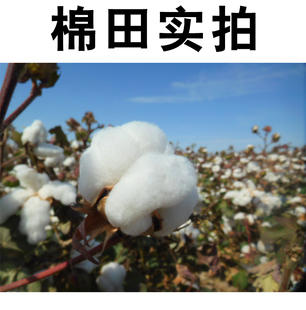 新疆长绒棉被手工纯棉花被褥子，棉絮加厚保暖被子床垫棉胎冬季被芯