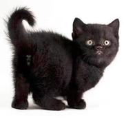中华田园猫纯黑猫咪幼猫小黑猫幼崽孟买黑猫，活体黑色猫家养小猫咪