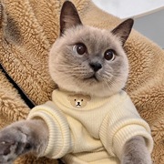 美短小猫咪衣服T防掉毛宠物蓝英短布偶银渐层幼猫毛衣冬天专用暖