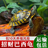 乌龟活物巴西龟小乌龟活体观赏宠物，龟大乌龟水龟，红耳龟活物情侣龟