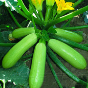 高产绿皮西葫芦种籽春夏秋冬季耐热耐寒菜园种子四季阳台蔬菜种孑