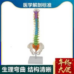 高档45CM人体脊柱模型生理弯曲腰椎间盘神经骨O盆股骨头正骨练手
