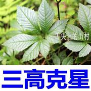 神农架野生七叶特级龙须绞股蓝，茶龙须茶，苦味七叶参茶叶250g