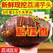 广西正宗荔浦芋头蔬菜新鲜槟榔芋头香芋紫藤芋毛芋头特产5斤