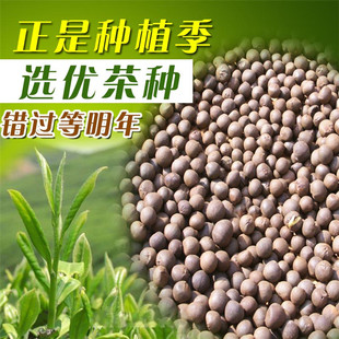 绿茶种子茶种子茶树种子，茶叶种子茶树籽，绿茶籽茶花种子