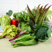 仿真假生青蔬菜心叶水果食物模型，厨房装饰摆件，挂串拍照写生玩道具