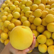 砀山黄桃新鲜水果大黄桃子，现摘现发应季水果，10斤整箱