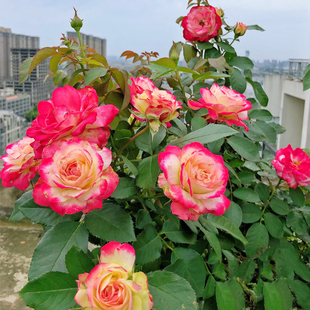 摩纳哥公爵月季花苗阳台庭院灌木蔷薇花四季开花耐热耐寒植物盆栽