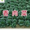 种北京香肉菜35天可采收耐寒耐热春秋，四季农家青菜蔬菜