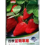 厂装四季种子草莓种植奶油，草莓籽四季草莓，籽草莓种籽子水果种孑