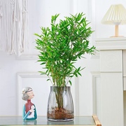 水培植物米竹盆栽室内桌面，水养绿植小型凤尾竹，富贵竹观赏四季好养