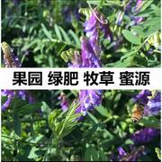 绿肥播种果园种子四季光叶紫花，苕鼠茅草三叶草，毛苕子(毛苕子)紫云英