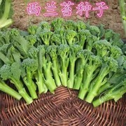 西兰苔种子杂交一代青花苔，西蓝花苔西兰花，苔小西蓝花四季播蔬菜种