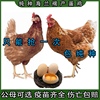 1.5斤正宗海兰褐鸡苗下蛋鸡红毛鸡红壳蛋土鸡青年鸡活鸡包活到家