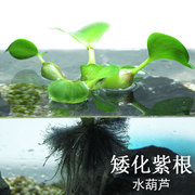 水葫芦水生植物水培绿植凤眼莲水浮莲污水净化水质养龟养鱼淡水