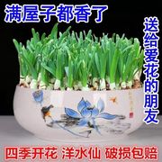 对版水仙水仙花种球水培植物水养室内水仙花盆栽种子花卉植物