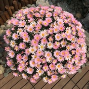 小雏菊种子盆栽四季开花易爆盆室内室外种子玛格丽特花卉庭院阳台