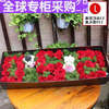 日本玫瑰花束礼盒郑州鲜花速递花束扬州西安长沙青岛济南同城