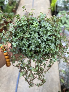 绿色植物盆栽冷水花薜荔阳台室内花园花镜工程造景耐阴多年生爬藤