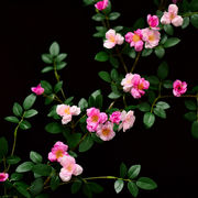 仿真玫瑰花藤蔷薇藤蔓假花花藤条空调管道装饰花藤缠绕塑料花壁挂