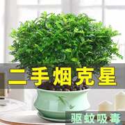 清香胡椒木盆栽驱蚊植物草好养室内花卉桌面绿植四季常青盆景好养