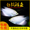 白金招财鱼黄金梅花战船，鱼银龙活物热带鱼，观赏鱼大型混养鱼活体