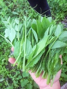 农家传统豌豆苗种子土豌豆尖芽苗菜，四季种植老品种非转基因可留种