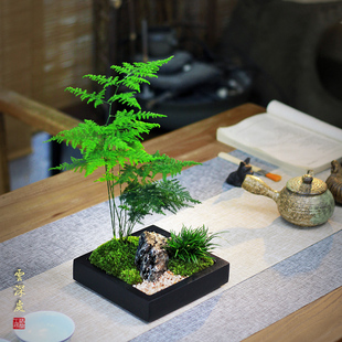 文竹盆栽造型室内办公室茶台桌面苔藓摆件日式中式竹子小盆景植物