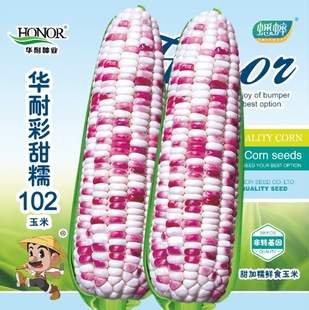 彩甜糯102玉米种子彩色糯甜香四季水果种籽春季糯玉米孑天贵糯甜