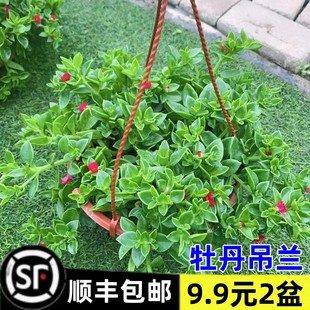 牡丹吊兰带花苞盆栽垂吊植物室内阳台四季开花净化空气吸甲醛绿植