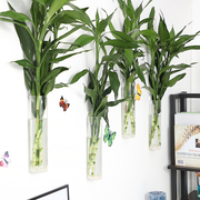 壁挂玻璃养富贵竹花瓶水养花水竹，植物水培瓶，透明插花瓶挂墙上装饰