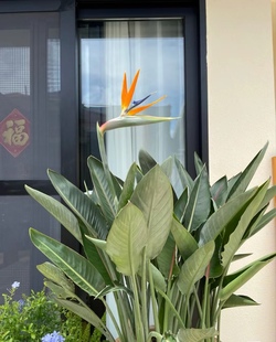 开红花天堂鸟客厅盆栽，带花苞鹤望兰大型客厅，绿植室外阳台庭院植物
