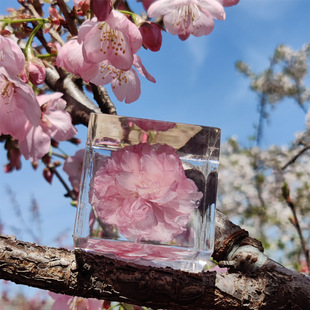 武汉大学樱花标本永生花，植物摆件创意文艺，520礼物送七夕纪念品