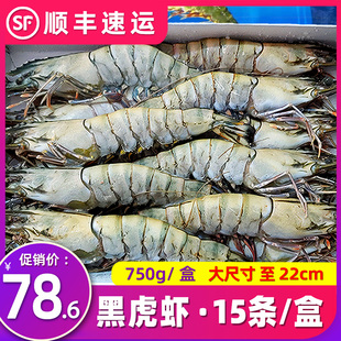黑虎虾超大鲜活海虾冷冻老虎虾青岛新鲜大虾水产深海捕捞草虾