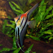 红背埃及神仙燕鱼圣，伊莎贝尔马纳卡普鲁，神仙鱼燕子鱼热带鱼观赏鱼