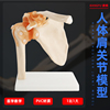自然大带韧带肩关节模型 人体骨骼模型 锁骨模型 肩胛骨 骨科模型