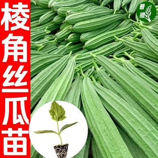 高产丝瓜苗早熟长香丝瓜，阳台庭院四季种植蔬菜，秧苗肉丝瓜秧苗寿光