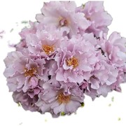 时装玫瑰 月季扦插花苗 花型特色 强香 非常仙 河本系列