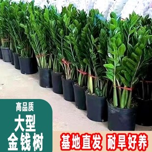 金钱树(金钱树)盆栽，植物室内花卉客厅，四季常青好养绿植大摇钱串子小发财树