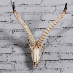 墙饰挂饰壁饰挂件壁挂仿真骨头创意动物头挂饰个性羊头骨墙上装饰