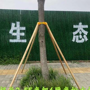 树木支架园林绿化工程防风支撑架杆固定J器塑料套杯扎绑带大树撑