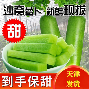 天津正宗沙窝萝卜水果萝卜5斤非潍坊绿青萝卜生吃新鲜先蔬菜现挖