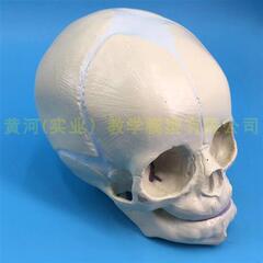 婴儿头骨模型胎儿头骨人体骨骼模型婴儿头颅骷髅头骨模型