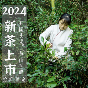 2024新茶上市正宗黄山毛峰特级明，前头采雀舌高山土种绿茶叶礼盒装