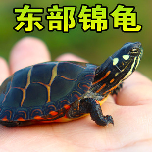 东锦东部锦龟苗深水龟，小乌龟红纹西锦，南锦龟活体宠物观赏外塘火焰